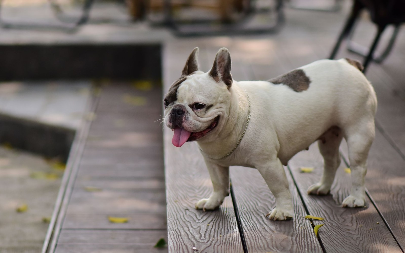 A French bulldog standing square on short grass in flat daylight, photographed from a neutral angle, no props