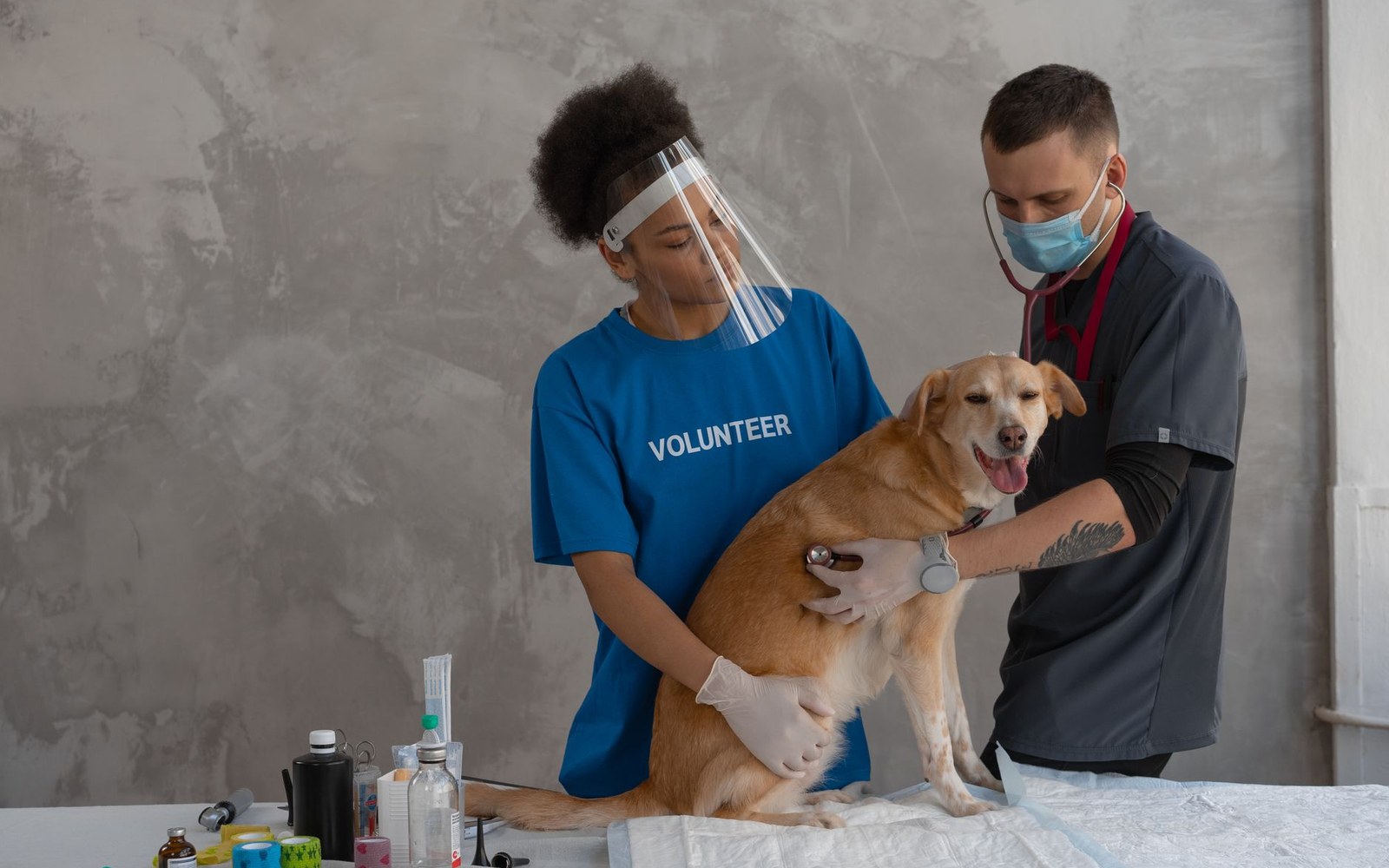 A volunteer and veterinarian examine a golden dog on an exam table with a stethoscope