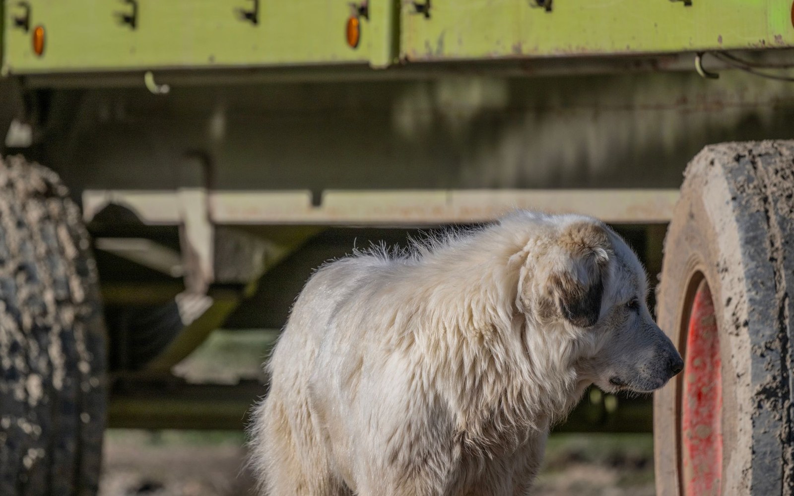 A shaggy white farm dog stands beside large tires under a green trailer