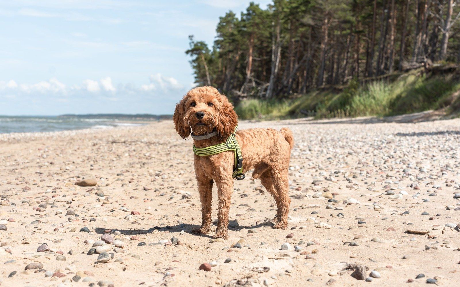 A curly-coated cockapoo wearing a harness stands on a pebbly beach near a forest