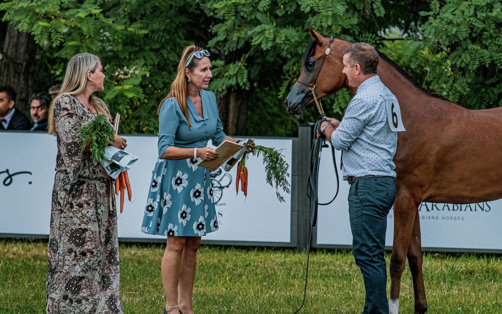 Two women offer carrots to a bay Arabian horse held by a handler at a show