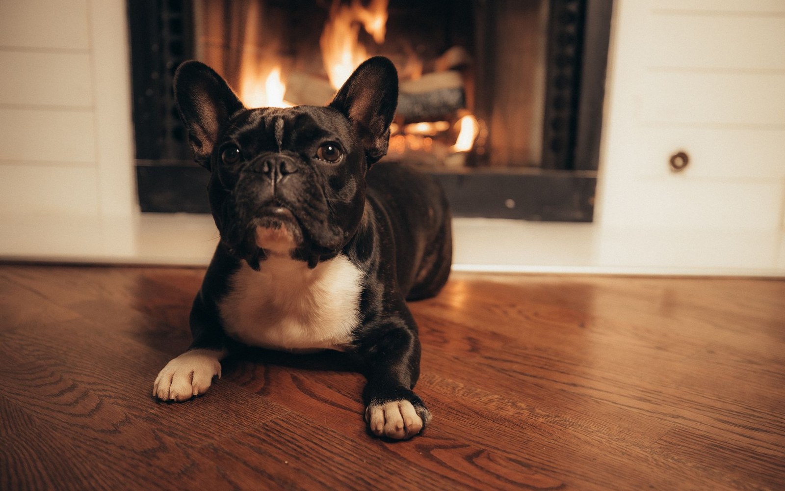 A french bulldog lies on a wooden floor in front of a lit fireplace