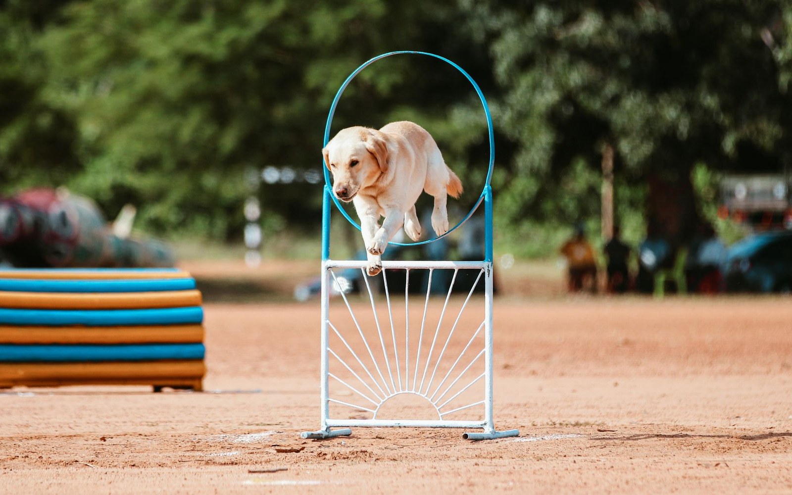 A yellow labrador retriever leaps through a blue hoop obstacle on an agility course