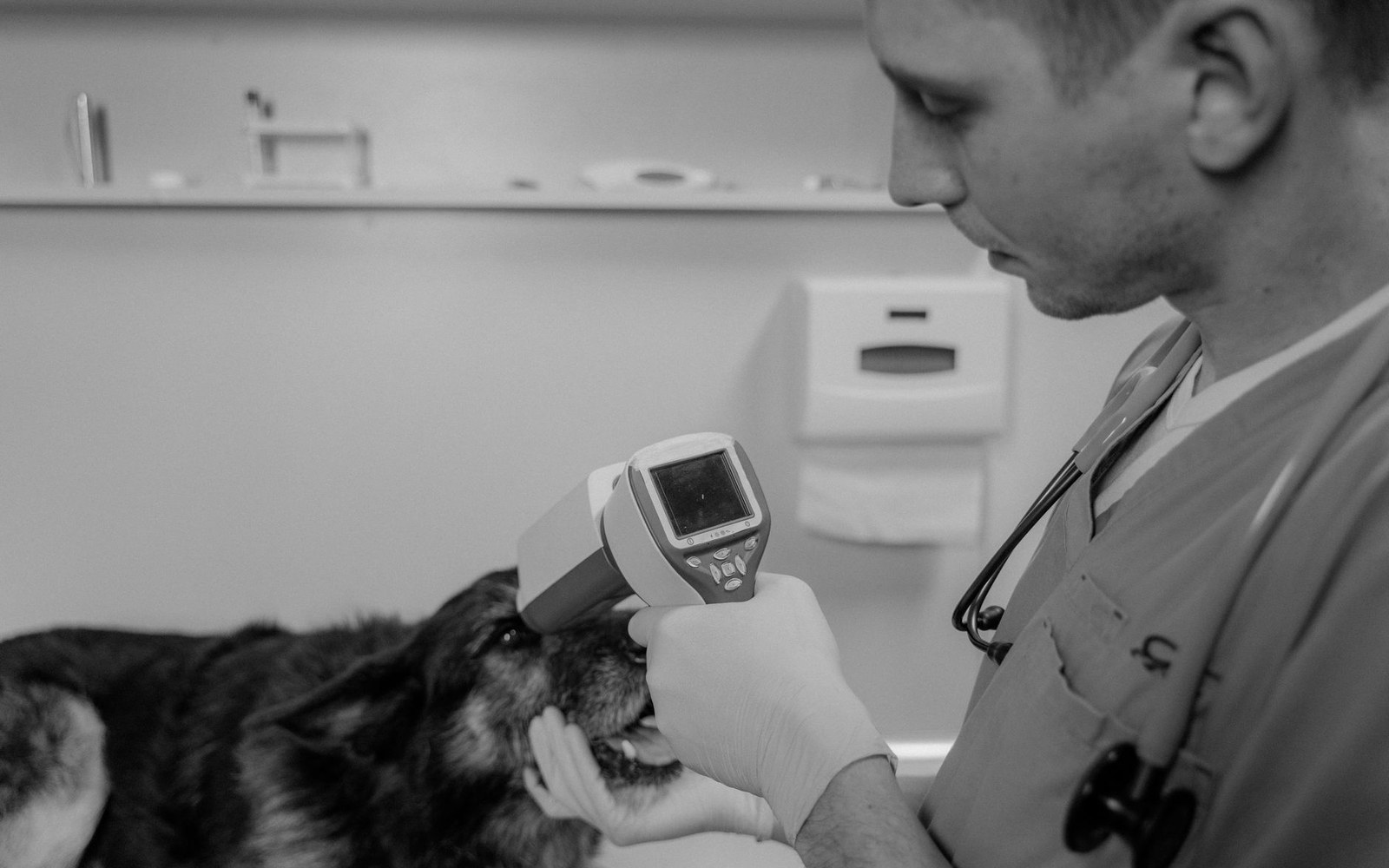 A veterinarian scans a dog's neck with a handheld microchip reader in a clinic