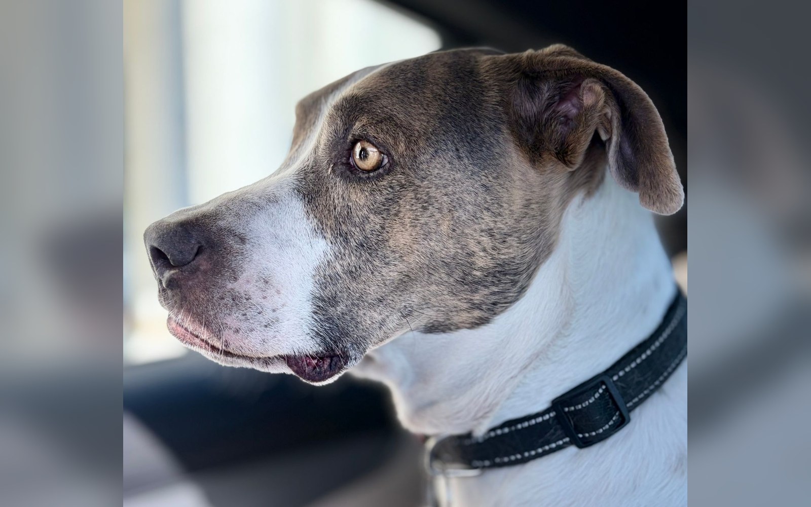 Close-up profile of a brindle and white dog wearing a black collar, looking to the side