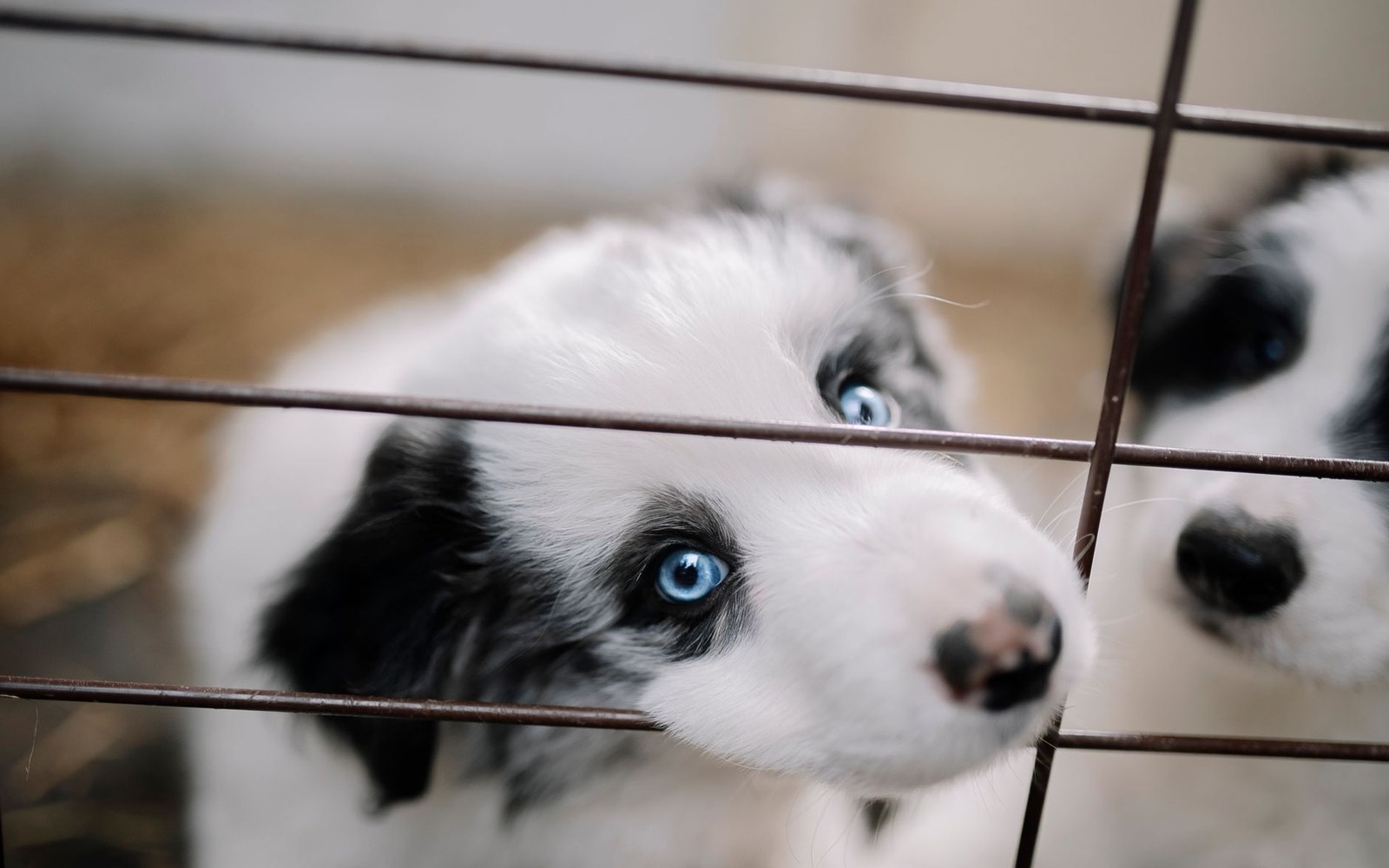 Blue-eyed black and white puppies peering through the bars of a wire pen