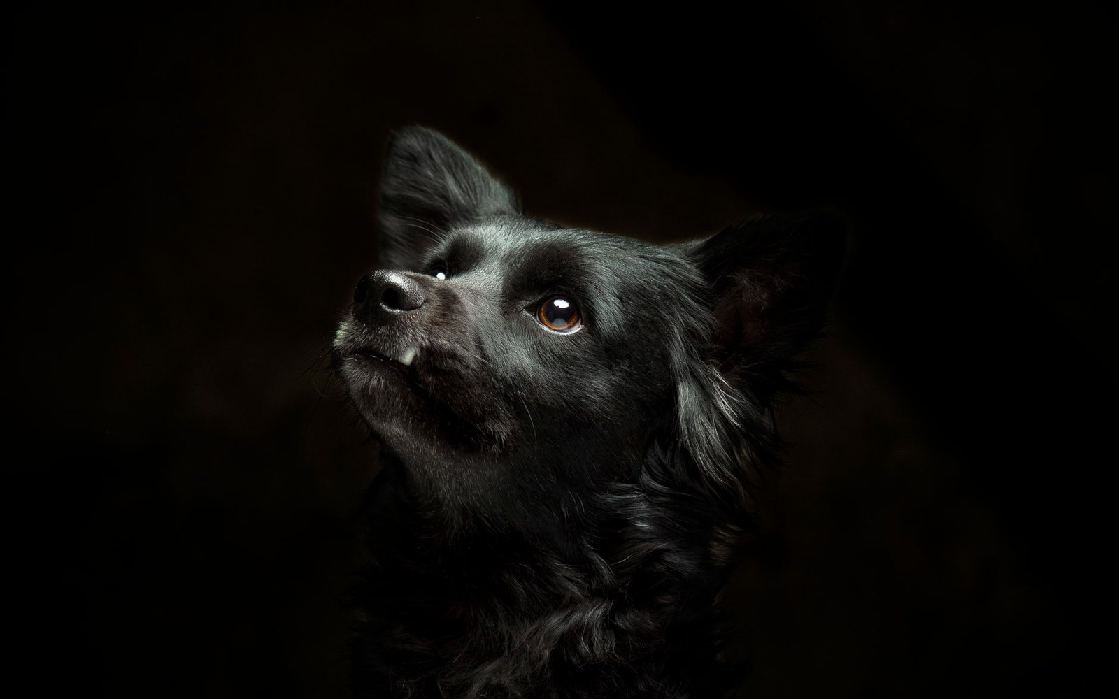 A black dog with floppy ears gazes upward against a dark background