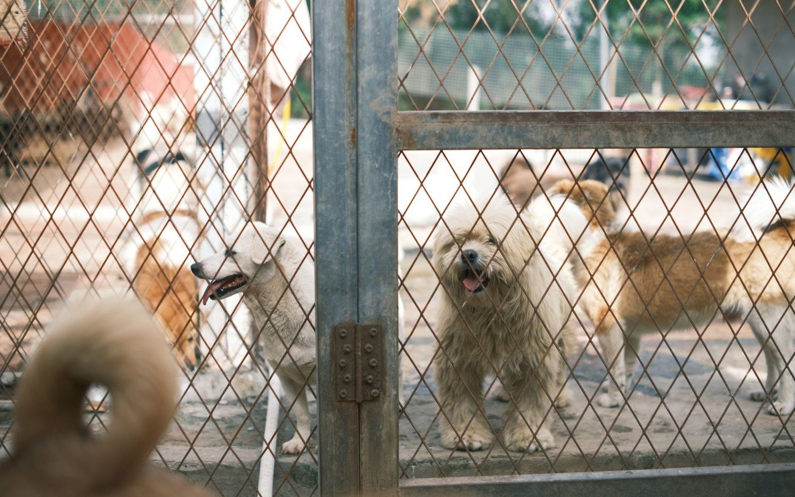 Several dogs stand behind a diamond-mesh fence at an animal shelter