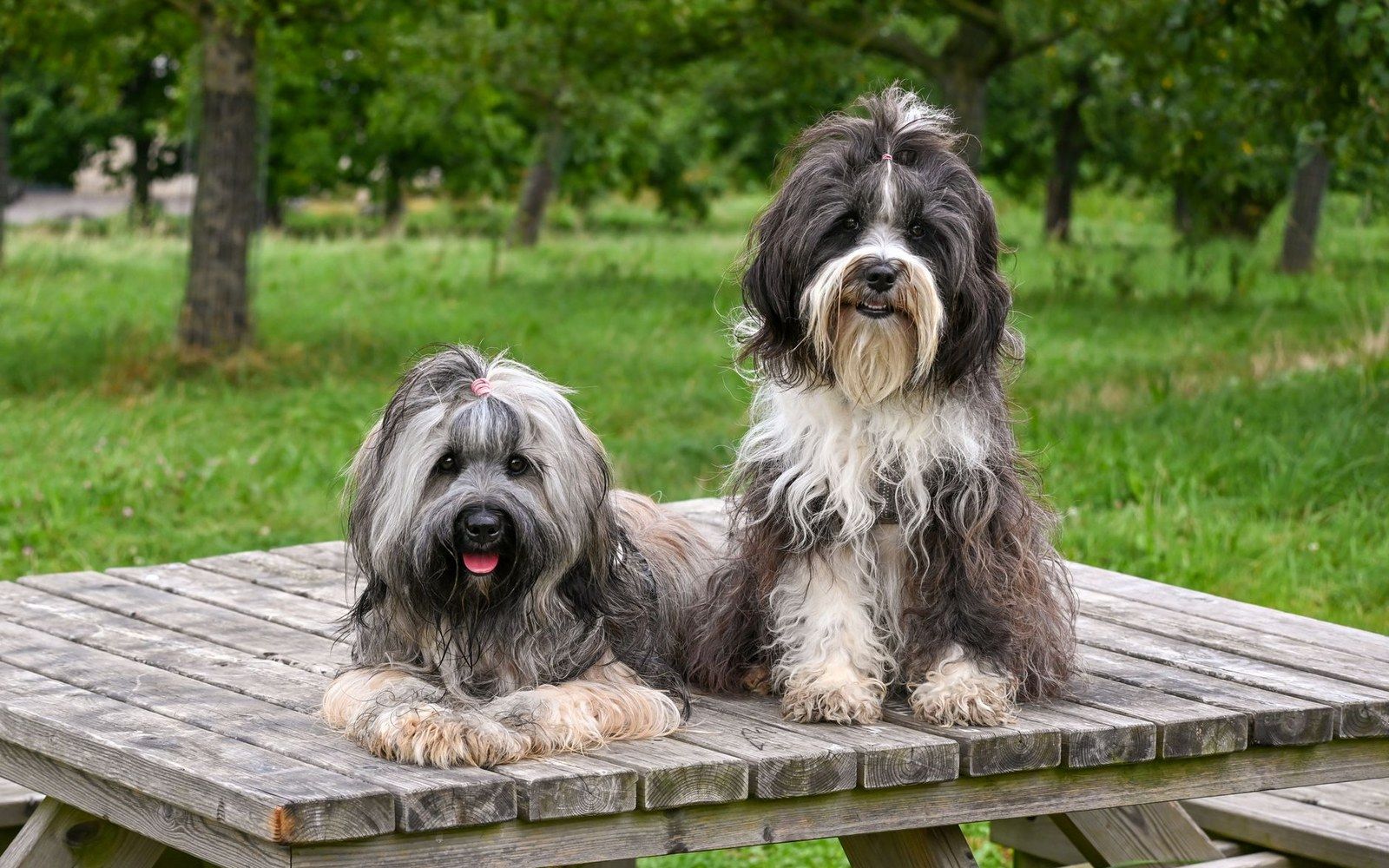 Two shaggy terrier dogs sit side by side on a wooden picnic table outdoors