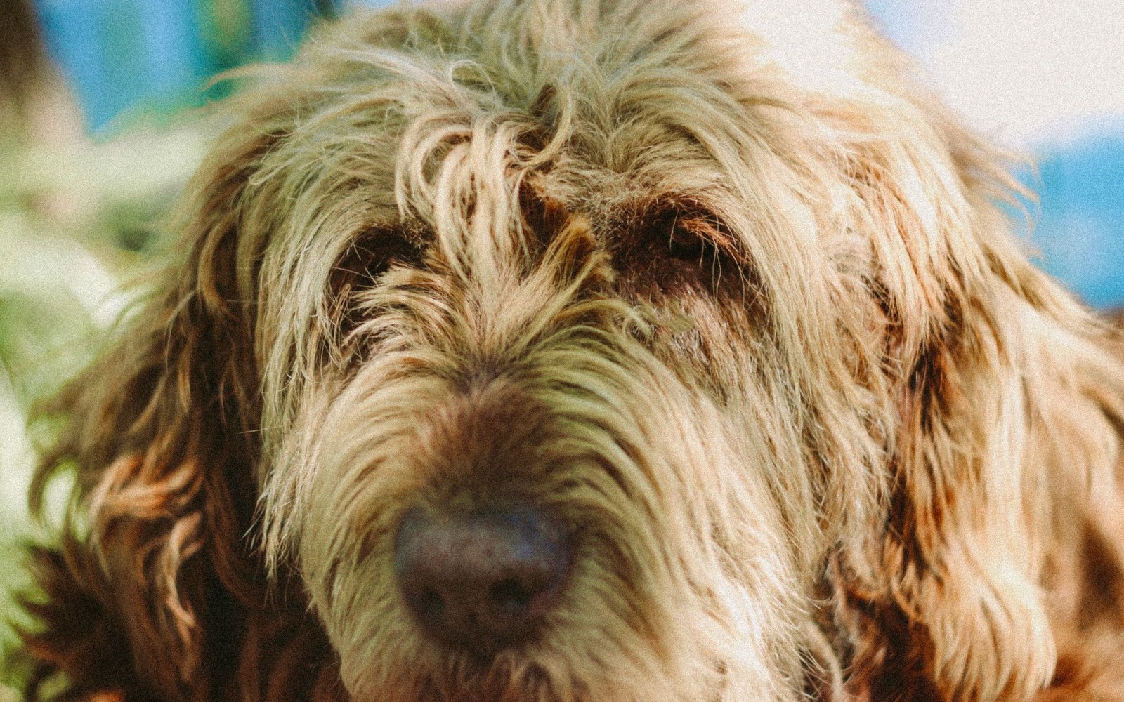 Close-up of a shaggy dog's face with long curly fur covering its eyes