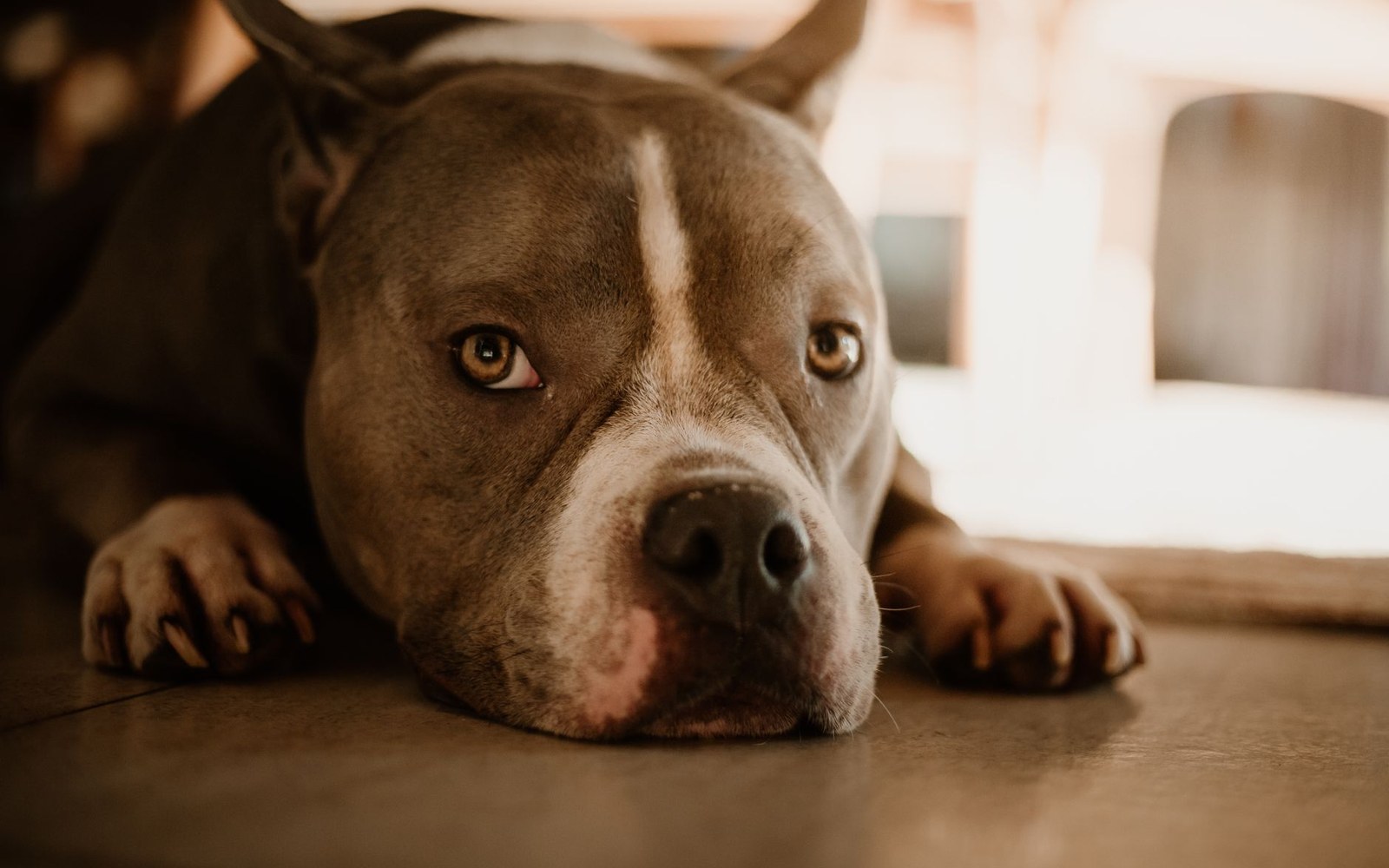 Grey and white bully breed dog resting its head on the floor, looking up