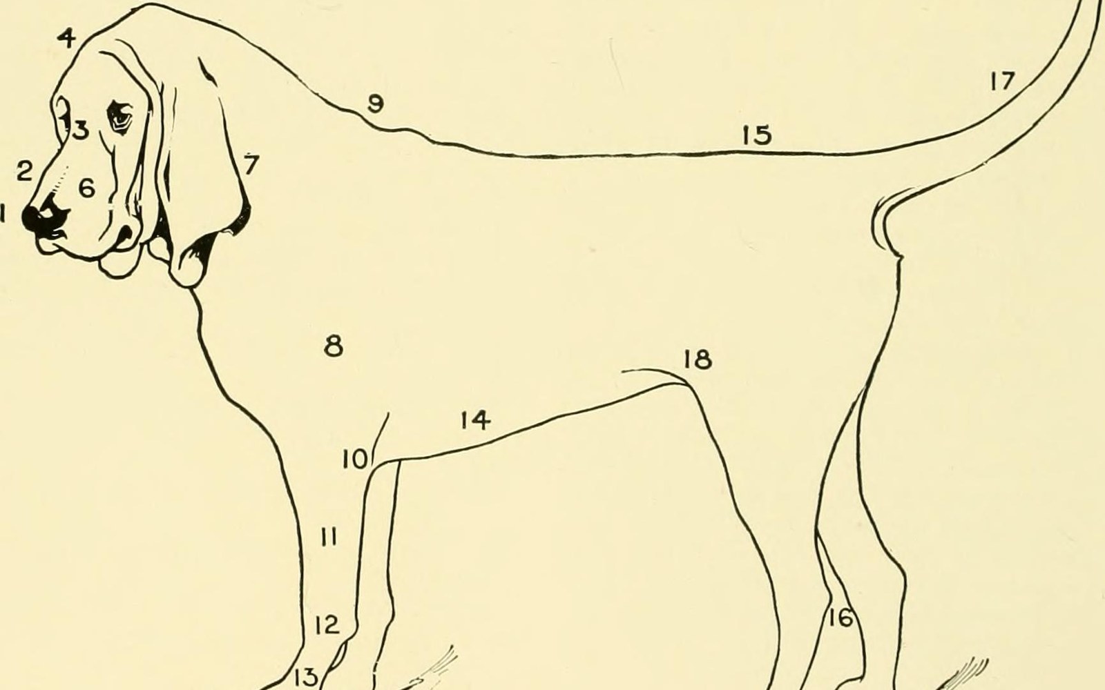Close-up of a pedigree dog registration certificate, the Kennel Club crest and printed columns of ancestor names visible